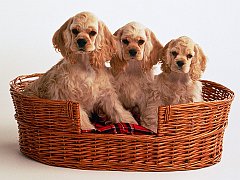 Cocker Spaniel Puppies